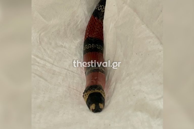 Πανικός σε λεωφορείο του ΚΤΕΛ Φλώρινας – Επιβάτιδα ξέχασε το… φίδι της