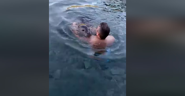 Μικρή φώκια δεν χορταίνει αγάπη – Βίντεο με τις αγκαλιές της με κολυβητή