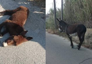 Κτηνωδία στη Μύκονο: Γαϊδουράκι σκοτώθηκε από αμάξι – Παστουρωμένη η μαμά του