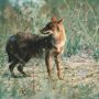 Εθνικό Πάρκο λίμνης Κερκίνης: Ισχυροποιείται η παρουσία του τσακαλιού – Η αλληλεπίδραση με τα άλλα ζώα