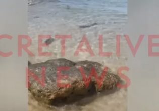 Κρήτη: Μικρός καρχαρίας «έκοβε βόλτες» στα ρηχά