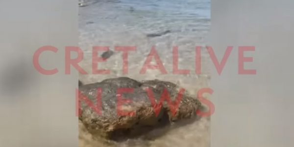 Κρήτη: Μικρός καρχαρίας «έκοβε βόλτες» στα ρηχά