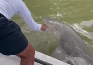 Φλόριντα: Τρομακτική επίθεση καρχαρία σε ψαρά – Τον γράπωσε από το χέρι