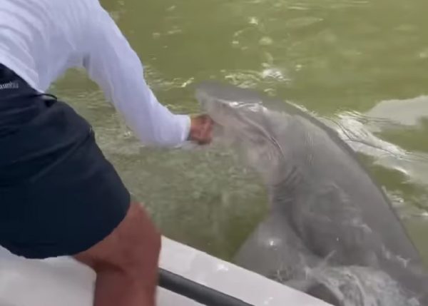 Φλόριντα: Τρομακτική επίθεση καρχαρία σε ψαρά – Τον γράπωσε από το χέρι