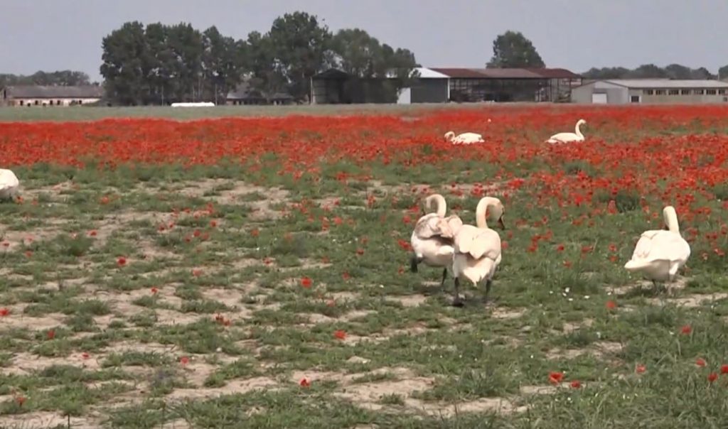 Κύκνοι εθισμένοι στις παπαρούνες στη Σλοβακία – Τους στέλνουν για αποτοξίνωση
