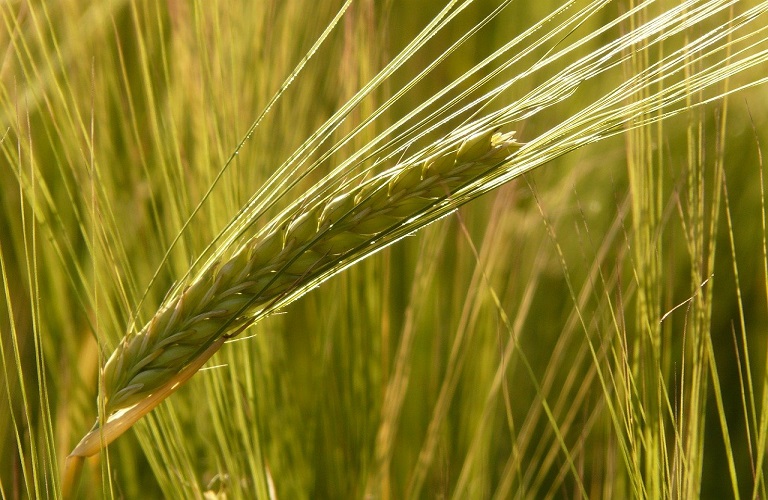 krithari.barley field