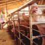 Copa-Cogeca: Τι θα φέρει η σταδιακή κατάργηση των κλουβιών στην κτηνοτροφία