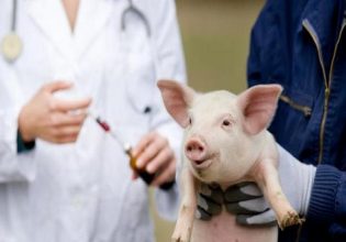 Βιετνάμ: Προσεχώς το πρώτο εμβόλιο κατά της αφρικανικής πανώλης των χοίρων