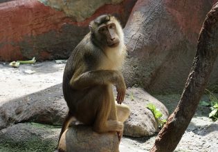 Χερσώνα: Εκατοντάδες ζώα πνίγηκαν σε ζωολογικό κήπο μετά την ανατίναξη του φράγματος