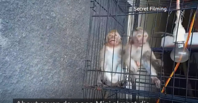 Φρίκη: Κύκλωμα σαδιστών βασάνιζε μαϊμουδάκια μέχρι θανάτου σε live μετάδοση – Σκληρές περιγραφές