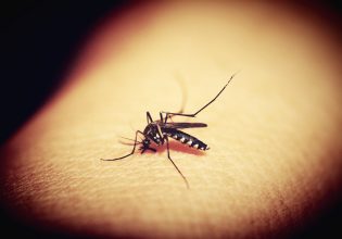 «Ksou Ksou»: Η εφαρμογή που διώχνει κουνούπια και κατσαρίδες με ένα κλικ