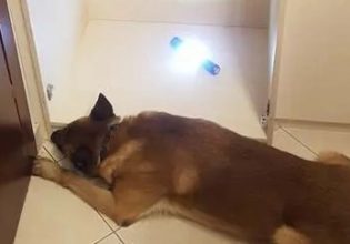 Κύκλωμα κοκαΐνης στη Θεσσαλονίκη: Νέες συλλήψεις – Η στιγμή που σκύλος «ξετρυπώνει» 6 κιλά από ειδική κρύπτη