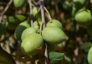Χαλκιδική: Σήμα κινδύνου για τους παραγωγούς επιτραπέζιας ελιάς