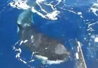 Επίθεση φάλαινας όρκας σε σκάφος στο Γιβραλτάρ: Έκοψε το πηδάλιο με τα δόντια της – Δείτε βίντεο