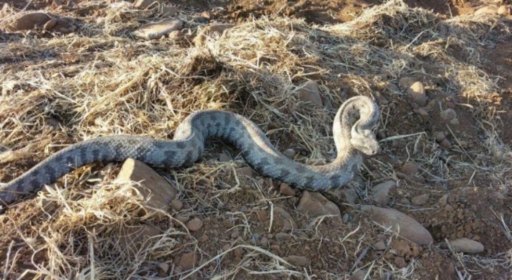 Στη ΜΕΘ η 4χρονη που τη δάγκωσε οχιά
