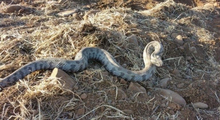 Φίδι δάγκωσε κοριτσάκι σε χωριό του Βόλου