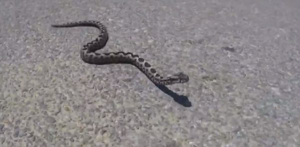 Δάγκωμα οχιάς: Νέο περιστατικό με επτάχρονο – «Έκλαιγε, φώναζε και πόναγε»