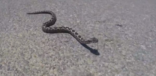 Οχιά δάγκωσε ηλικιωμένο στο Αγρίνιο – Μεταφέρθηκε στο νοσοκομείο