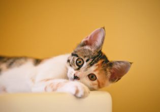 Γάτα: Εφαρμογή στην Ιαπωνία εντοπίζει αν το ζωάκι σας πονάει