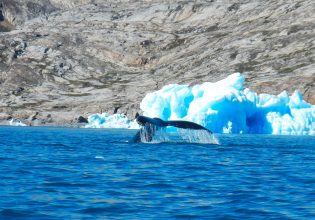 Απόφαση «σταθμός» στην Ισλανδία – Ανέστειλε τη φαλαινοθηρία μέχρι τα τέλη Αυγούστου