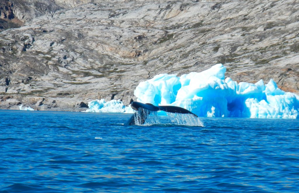 Απόφαση «σταθμός» στην Ισλανδία – Ανέστειλε τη φαλαινοθηρία μέχρι τα τέλη Αυγούστου