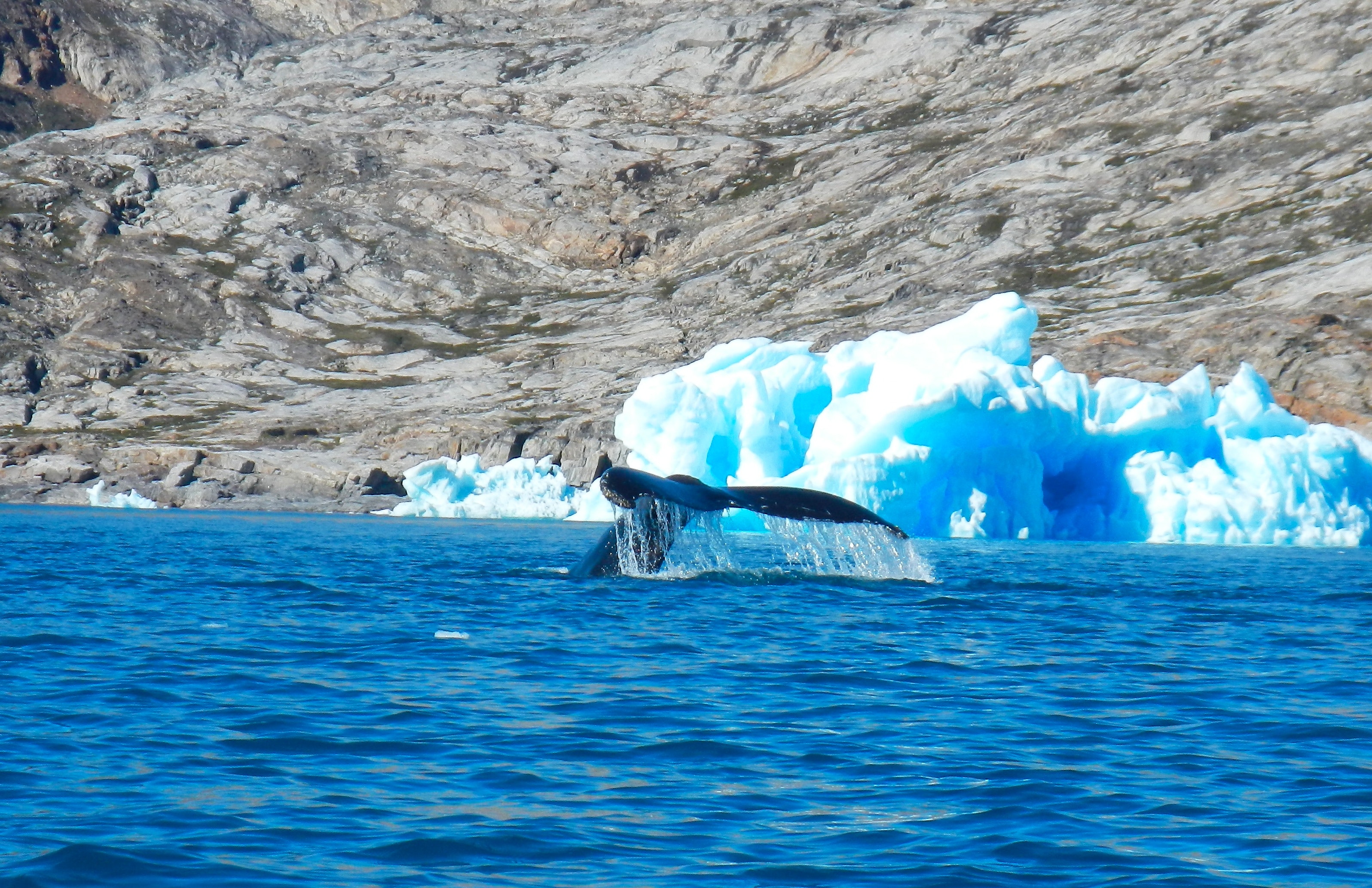 Απόφαση «σταθμός» στην Ισλανδία - Ανέστειλε τη φαλαινοθηρία μέχρι τα τέλη Αυγούστου