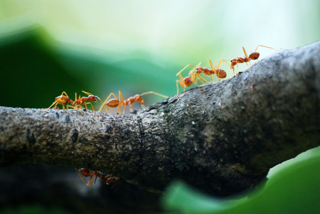 Γερμανία: Μυρμήγκια έκοψαν το ίντερνετ σε χωριό κάνοντας… σεξ