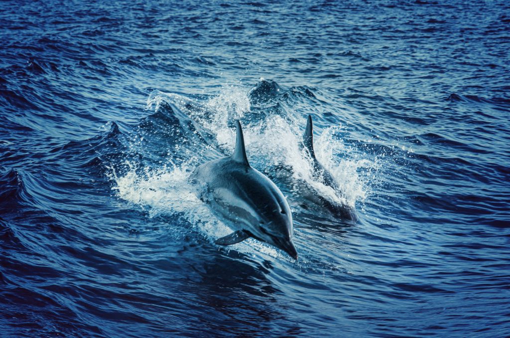 Ρωσική βάση στη Σεβαστούπολη: Την προστατεύουν από δύτες ειδικά εκπαιδευμένα δελφίνια – Όπως στον Ψυχρό Πόλεμο