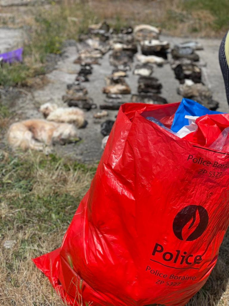 Κτηνωδία στο Βέλγιο: 75 νεκρές γάτες και 3 σκύλοι βρέθηκαν σε καταψύκτες μέσα σε σπίτι [Σκληρές εικόνες]