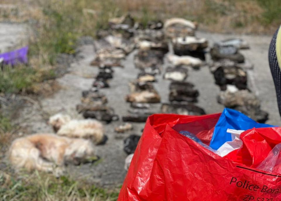 Κτηνωδία στο Βέλγιο: 75 νεκρές γάτες και 3 σκύλοι βρέθηκαν σε καταψύκτες μέσα σε σπίτι [Σκληρές εικόνες]