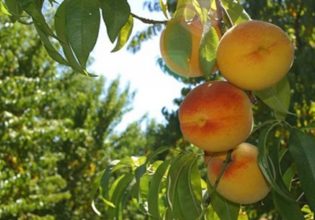 Πυρηνόκαρπα: Εχθροί και ασθένειες – Πώς αντιμετωπίζονται