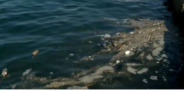 Γέμισε πάλι με νεκρά ποντίκια ο Θερμαϊκός