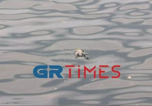 Αποκρουστική εικόνα: Γέμισε νεκρούς αρουραίους ο Θερμαϊκός