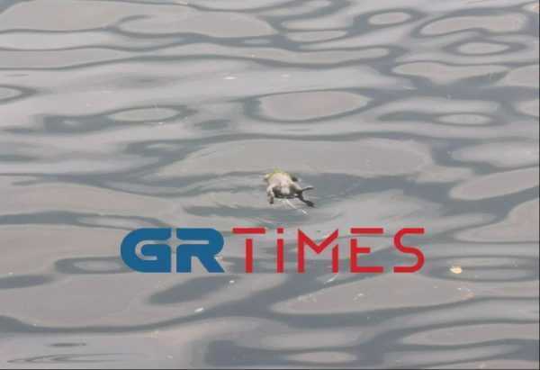 Αποκρουστική εικόνα: Γέμισε νεκρούς αρουραίους ο Θερμαϊκός