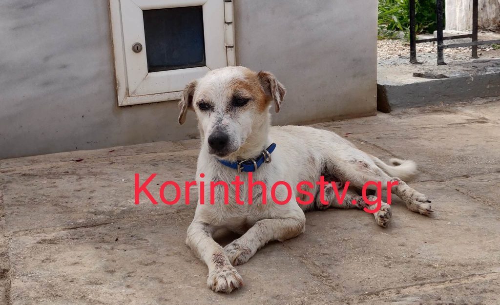Κορινθία: Σκυλάκι κοιμάται στον τάφο του ανθρώπου που το μεγάλωσε