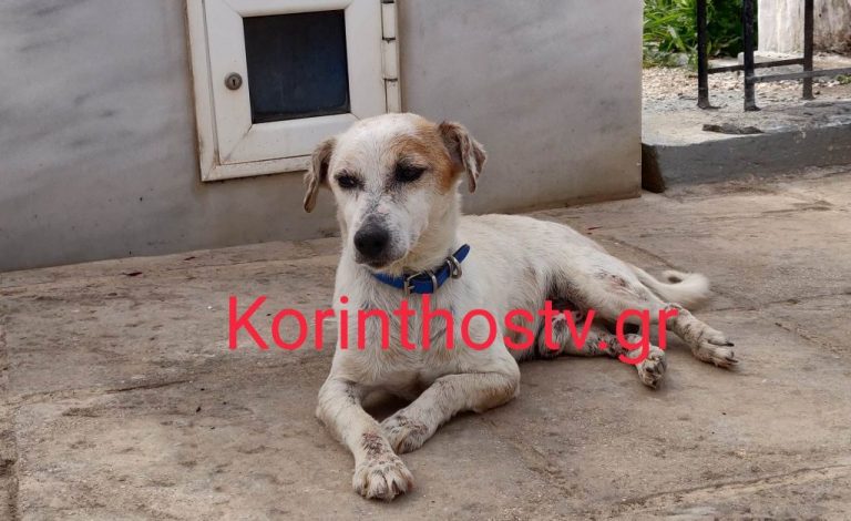 Κορινθία: Σκυλάκι κοιμάται στον τάφο του ανθρώπου που το μεγάλωσε