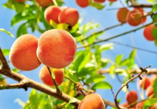 Ροδακινιά: Αυξάνονται οι συλλήψεις φυλλοδέτη και ανάρσια – Μολύνσεις και από μονίλια