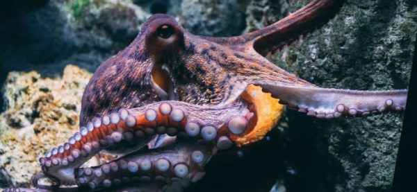 O νέος κόσμος της εκτροφής χταποδιών – «Αυτό το περίεργο, έξυπνο και στοργικό ζώο»