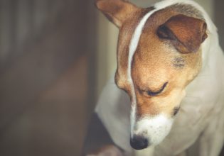 Εύβοια: Καταγγελία για κακοποίηση σκύλου – Τον έδεσαν και τον παράτησαν σε ξερόχορτα