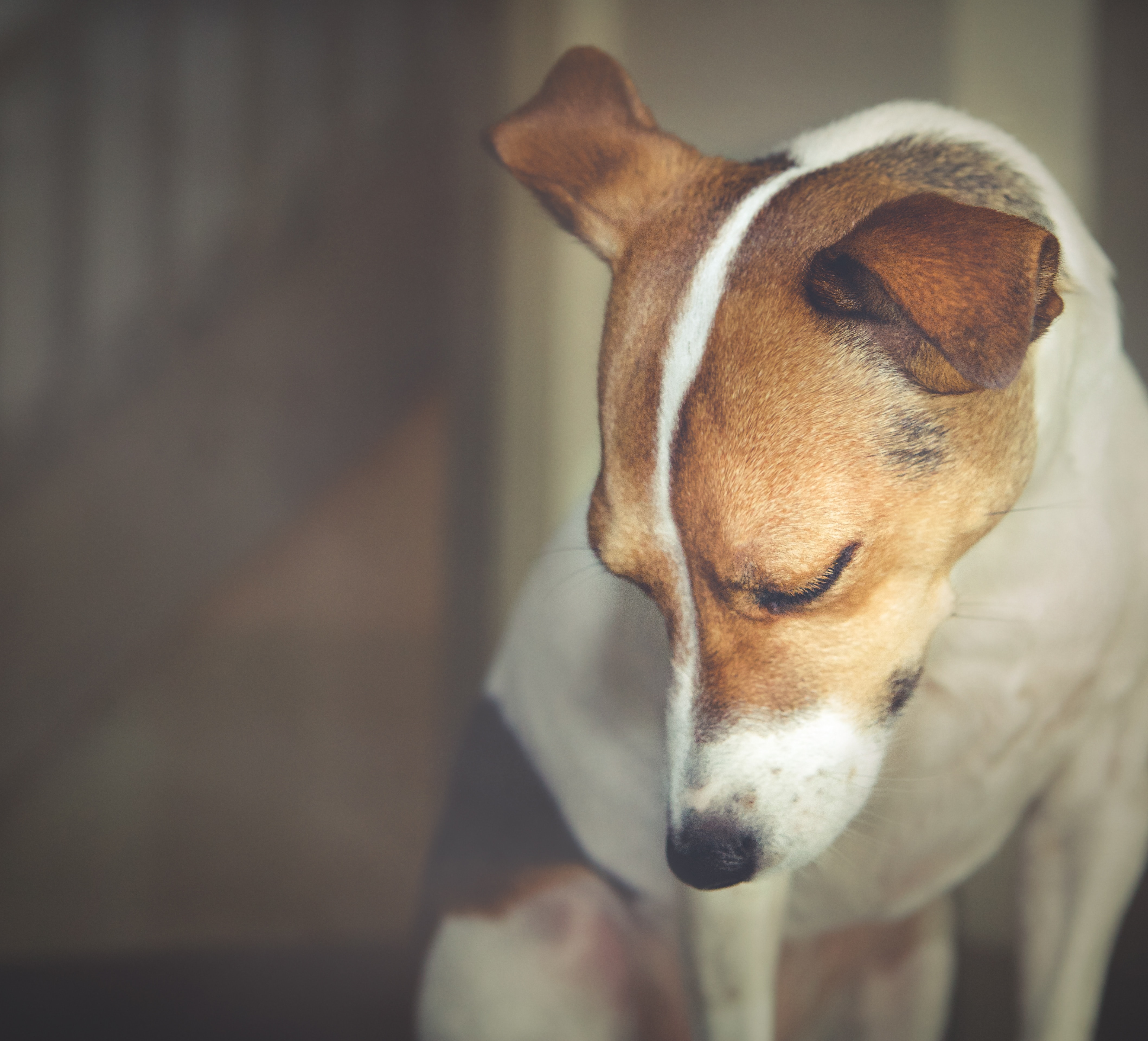 Εύβοια: Καταγγελία για κακοποίηση σκύλου – Τον έδεσαν και τον παράτησαν σε ξερόχορτα