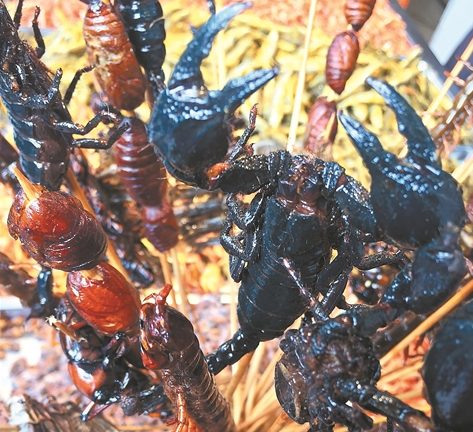 Ακρίδες, γρύλοι και σκαθάρια στο… πιάτο μας