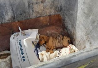 Σοκ στη Ζαχάρω: Έριξαν κουτάβι σε κάδο σκουπιδιών