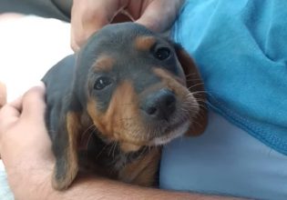 Κτηνωδία στο Ναύπλιο: Έβαλαν κουτάβια σε σακούλα και τα πέταξαν σε χωράφι – Έζησε μόνο το ένα