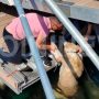 Στη θάλασσα σκύλος μετά από κλωτσιά που δέχτηκε – Δείτε εικόνες