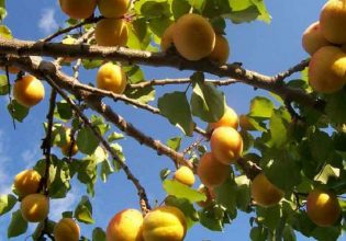 Πυρηνόκαρπα: Πότε ψεκάζουμε για εχθρούς και ασθένειες