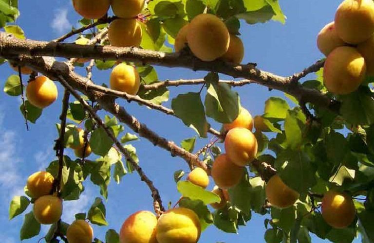 Πυρηνόκαρπα: Πότε ψεκάζουμε για εχθρούς και ασθένειες