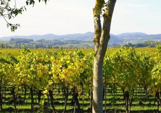 Αμπέλι: Πώς θα κατανεμηθούν οι νέες άδειες φύτευσης