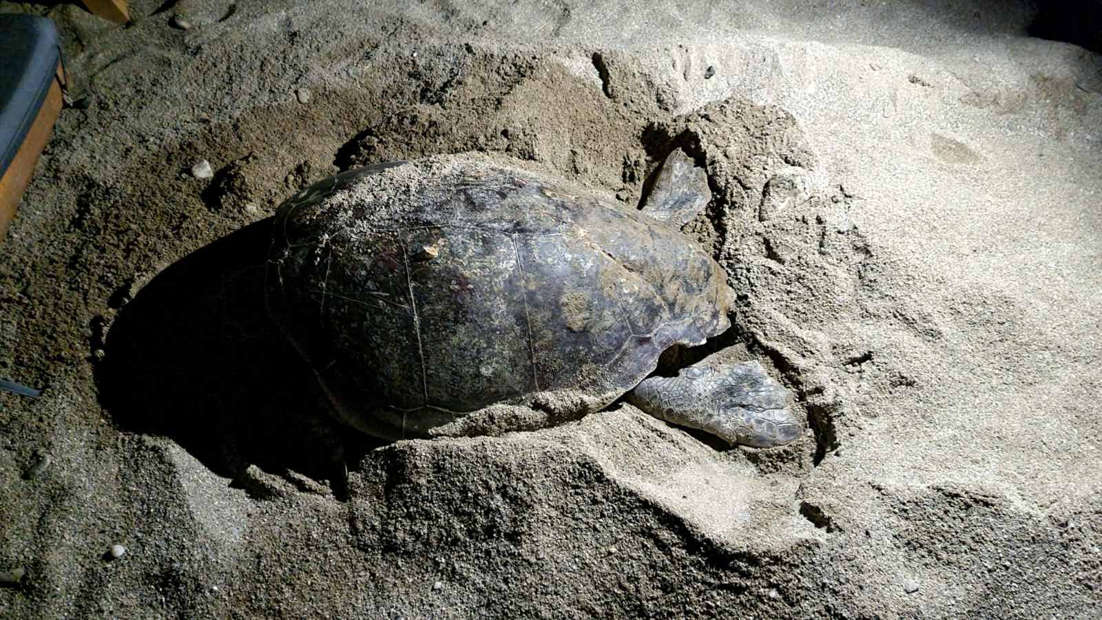 Ρέθυμνο: Θαλάσσια χελώνα έψαχνε επί ώρες να βρει χώρο ανάμεσα σε ξαπλώστρες για να γεννήσει τα αυγά της