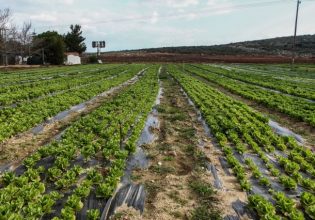 ΚΑΠ: Φυτοκάλυψη …με παράλληλη χρηματική «κάλυψη» των παραγωγών
