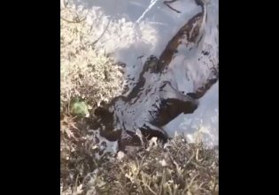 Μάλλον δεν έχετε δει πιο αηδιαστικό πλάσμα: «Τι είναι;» – Viral βίντεο με 3 εκατ. προβολές